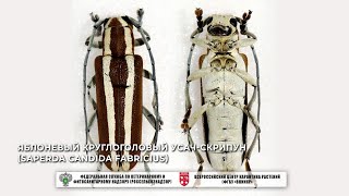 Яблоневый круглоголовый усач-скрипун (Saperda candida Fabricius)