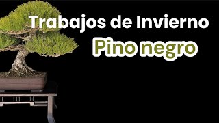 Trabajos de invierno bonsái Pino negro / winter Jobs pinus thunbergii