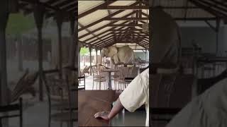 Elephants casually walk right through the middle of restaurant #ytshorts