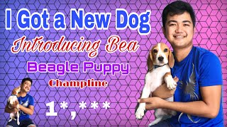 I Got A Beagle Puppy | Bryl Caballero