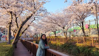 Solo Travel Korea Day 4 - Cherry Blossoms in Full bloom!! Exploring Jinhae