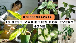 Dieffenbachia Care: 10 Best Varieties for Every Home