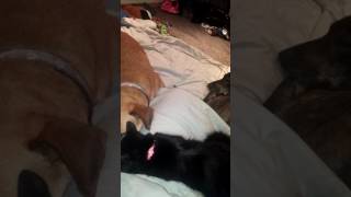 kitten luvs to touch my dog while sleeping !!!