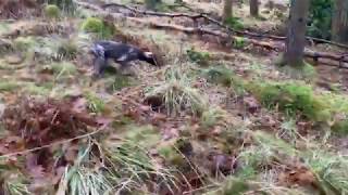 Gundog Hunting, introduction to woodcock