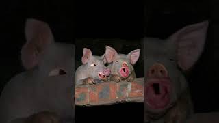 Pig baby boy funny video #ytviral #funny #funnyanimal #pig #petlovers #animalsanimalsanimals