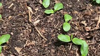 Zucchini Bed Current Status - 5/25/21 #shorts