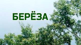 " БЕРЁЗА " Премьера видео : Песню исполняет автор "Si.Bat."  Анатолий Батенев.