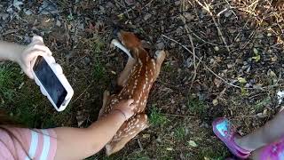 Saving a cute fawn