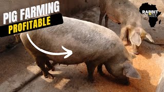 Pig Farming is Profitable || Farming in Ghana