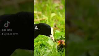 Bird Feeding  Tiny young Young One