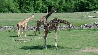 Giraffes At Zoo - Giraffes At Columbus Zoo Ohio