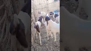 Qurbani collection #2024 #goatfarming #goatlovers