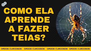 COMO AS ARANHAS APRENDEM A FAZER AS TEIAS?