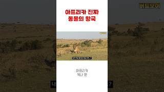 아프리카가 동물의 왕국인 이유 #아프리카여행 #사파리