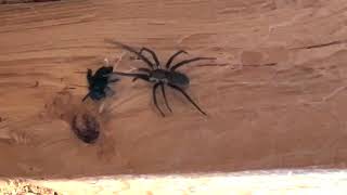 Crevice Spider vs  Horse Fly