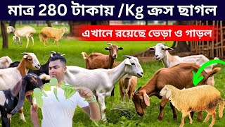 মাত্র 280 টাকায়/কেজি ক্রস ছাগল এখানে পেয়ে যাবেন ভেড়া ও গরল।