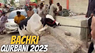 Masha'ALLAH Khoobsorat Bachri Ki Qurbani | Qurbani Collection 2023 | Cattle Express