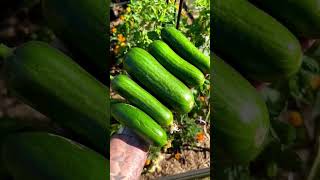 Harvesting fresh Cucumbers 🥒 #shorts #ytshorts #cucumber #harvesting