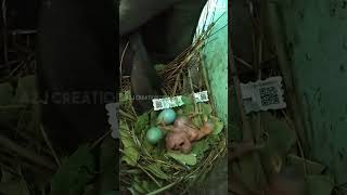 Myna's nest inside the helmet | baby bird rescue #shorts