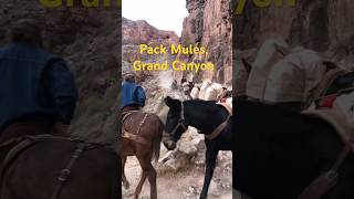 Pack mules, Grand Canyon.