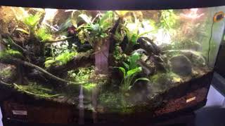 Dart frog Vivarium