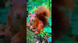 red squirrel