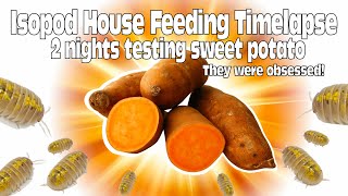 See How CRAZY My Isopods React to Sweet Potato! A 2 night  Halloween timelapse special!