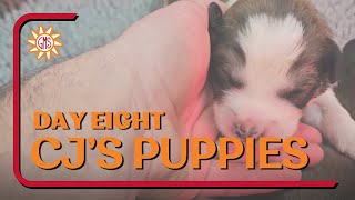 Great Bernese Puppies Day Eight - CJ's Nintendo Puppy Litter 11-13-23