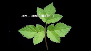 117.  СНЫТЬ — интересные факты