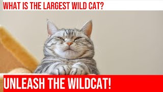 Unveiling the Wild World of Wild Cats: Fascinating Facts Revealed!