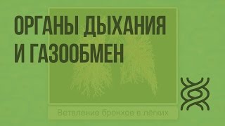 Органы дыхания и газообмен. Видеоурок по биологии 7 класс