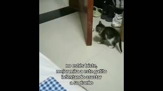 Gato bebé asustando a su amo