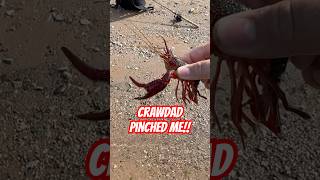 Ouch!! This Crawdad pinched me!! #crawdad #crawfishin #crawfish #fishing