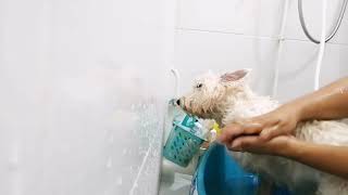 Prince showers in a Bath Tub for furbabies!! Raw vlog