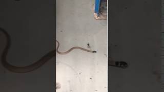 Redback vs snake паук против змеи