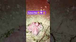 Love bird chick's update 😎😍👆🏽 subscribe please 🤩 #music #remix #edm #anime #budgies #lovebird #birds