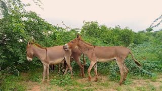 Indian Donkey  In Jungle Of Thar Desert First Time