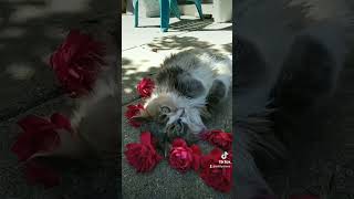 Lilly do the flower dance her way #fyp #foryoupage #cat #catsoftiktok