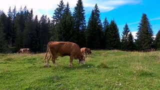 Village. Cows moo. Tractor. Birds. Video for relaxation 1 hour.