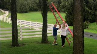 Cat stuck in a tree!