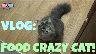 Vlog: Cat Goes CRAZY Over Food!