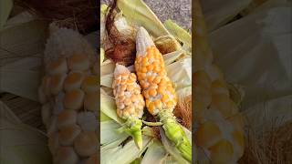 Harvesting Fresh Corn🌽 from Rooftop Garden  #shorts #corn #rooftopgarden #trending #viral #ytshorts