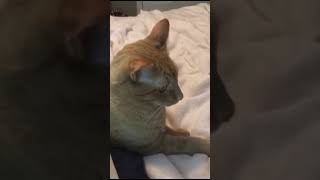 Cat Finds Out that He’s Adopted