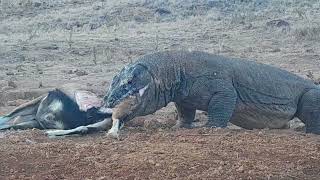 🦎🐐😱some komodo dragon hungry eats large goat #trending #wildlife #animals