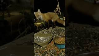 A Red Fox With A White Tail Tip Visits! 🦊