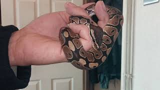 Monty the Royal ball python first skin shed