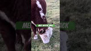 Meet Jack, 💯 Hereford #bull. #cow #animals #farmlife #farm #beefs #nature #farming #beefcattle