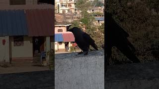 #crow #sounds #shorts #viral❤️