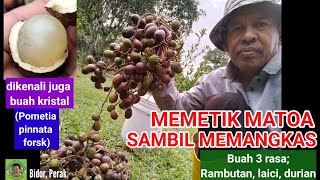 MEMETIK BUAH MATOA @ KRISTAL SAMBIL MEMANGKAS | Buah 3 rasa-Rambutan, laici, durian)