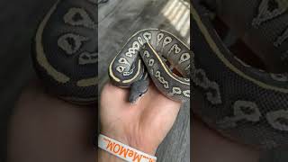 black beautiful python 🐍🐍😍😍😍😍🙏🙏🙏pls like subscribe share Thanks